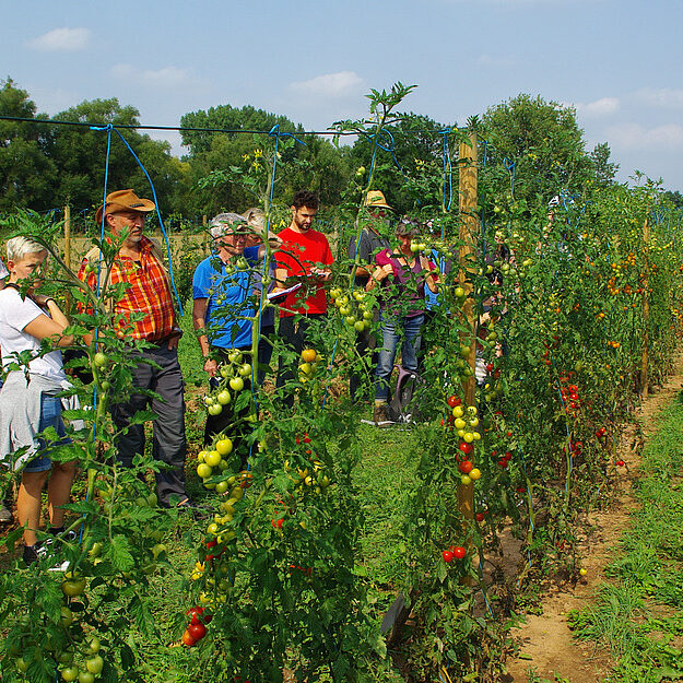 csm_Tomatenprojekt_Foto01_728a29f7f3